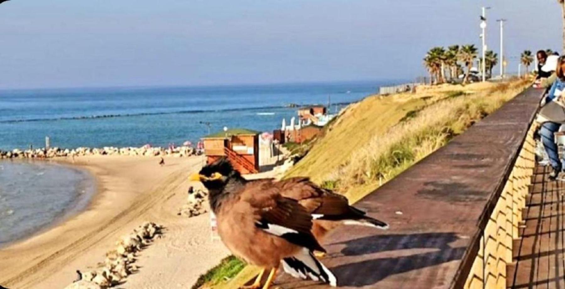 Motel Hofim Bat Yam Dış mekan fotoğraf